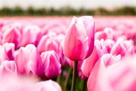 Pink Tulips Field – Print A Wallpaper