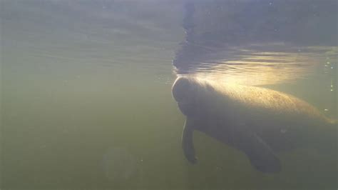 Manatee in Key Largo - YouTube