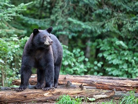 Missouri's First Black Bear Hunting Season Called 'Reckless and ...