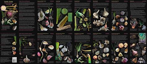 Garlic Guide - Pests and Diseases VOLUME 1 (Foldable, laminated 32 panel guide) ⋆ Tasmanian ...