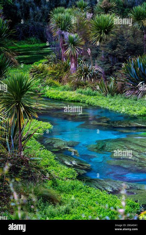 Blue springs putaruru new zealand hi-res stock photography and images - Alamy