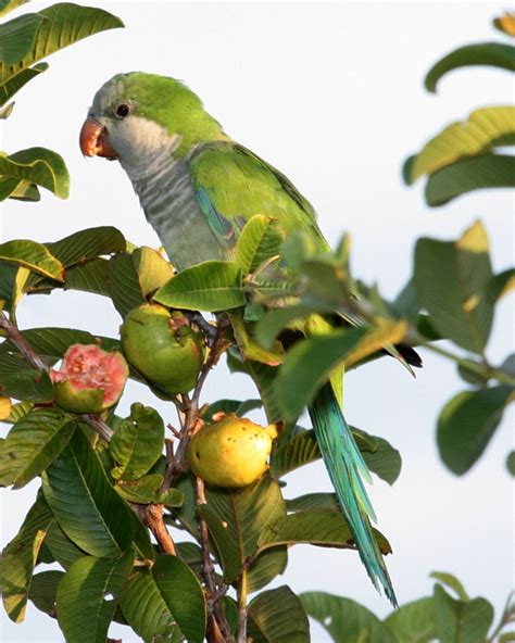 Happy Catholic*: Worth a Thousand Words: Monk Parakeet