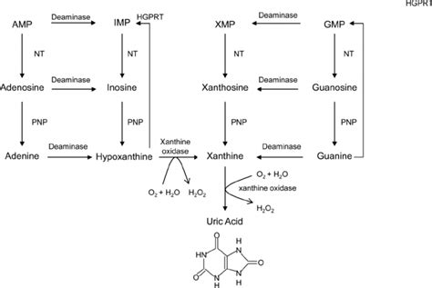 Biosynthesis of uric acid | Download Scientific Diagram