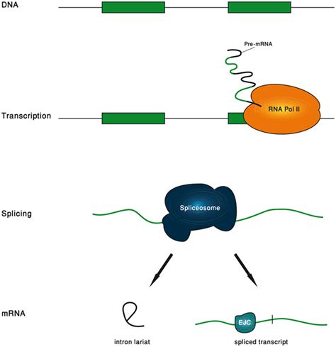 Frontiers | The Function of Introns | Genetics