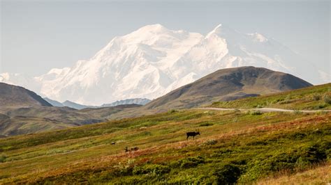 The Perfect Summer Day in Denali National Park - Bike Denali