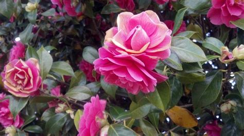 Arose is a rose, by Vicki Rose | Rose, Rose photography, Flowers