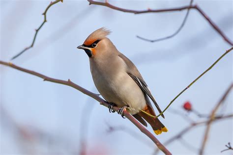 Bohemian waxwing - song / call / voice / sound.