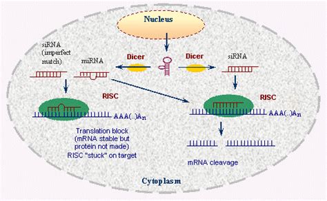 RNA Interference (RNAi)