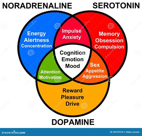 Hormone Functions Stock Photo - Image: 34372510