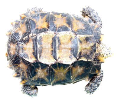 Impressed Tortoise - All Turtles