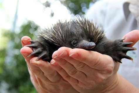 How does a baby echidna drink milk? Adorably. | cute | Earth Touch News