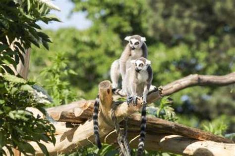 Schönbrunn Zoo, Vienna - Book Tickets & Tours | GetYourGuide