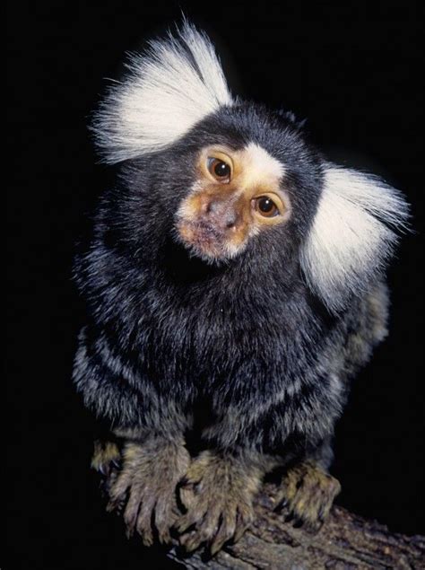 72 best Primates New World: Common Marmoset (Callithrix jacchus) images ...