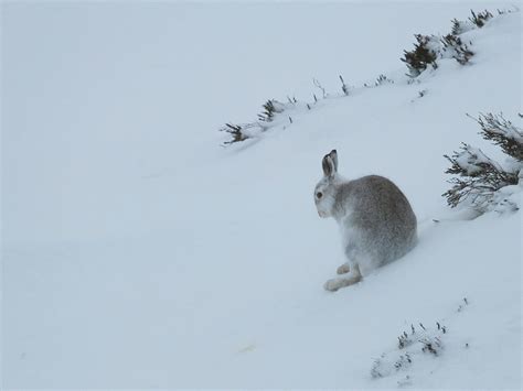 Protect the mountain hare! | Scottish Wildlife Trust