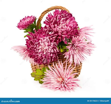 Bouquet Of Pink Chrysanthemums Stock Photos - Image: 35170623