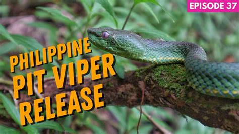 Releasing a Philippine Pit Viper in the wild - YouTube