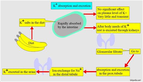 Potassium (K+) in blood and its significance