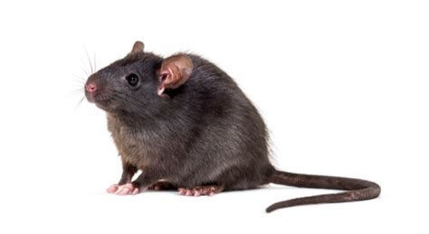 Black Rat - Facts and Beyond | Biology Dictionary