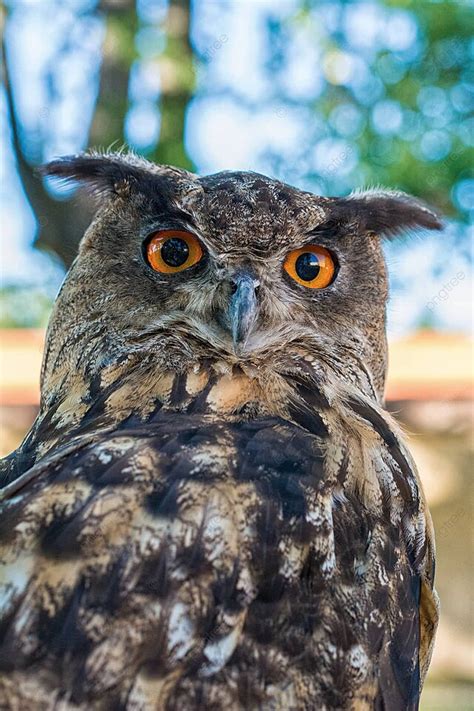 Portrait Of A Euroasian Eagle Owl Eagle Owl Predatory Photo Background And Picture For Free ...