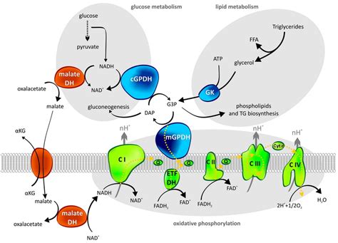 INSTITUTE OF PHYSIOLOGY CAS - Our new paper: Mitochondrial glycerol-3-phosphate dehydrogenase ...