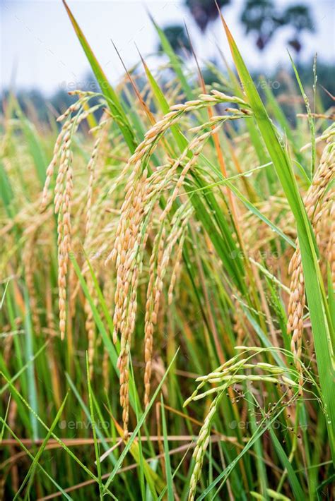 Close up ear of rice in paddy field | Rice plant, Rice, Beautiful nature