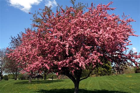 Black Cherry Trees for sale online - Lowest Prices! | Crabapple tree, Black cherry tree, Trees ...