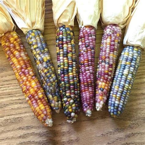 10pcs Mix Color Corn Seeds Fruit and Vegetable Seeds Garden Decoration ...