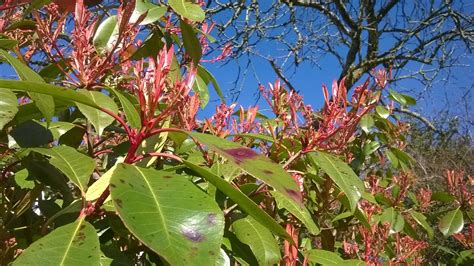 life between the flowers : Evergreen Photinia Red Robin for Shrubbery, Hedging or Standard