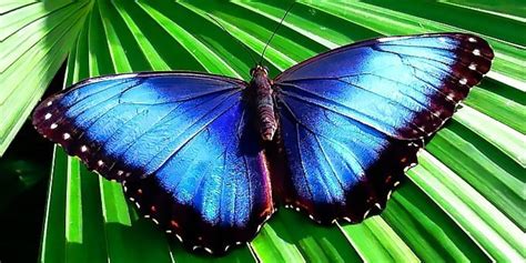 Butterfly Garden Tour - Monteverde Costa Rica