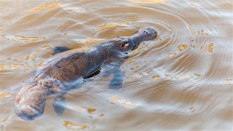 50 Platypus Facts About The World' Strangest Mammals