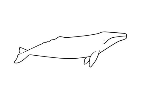 160+ Gray Whale Stock Illustrations, Royalty-Free Vector Graphics ...