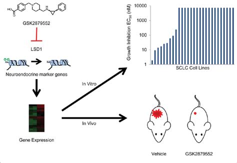 Putative mechanism of action of LSD1 inhibitors. GSK2879552 inhibits... | Download Scientific ...