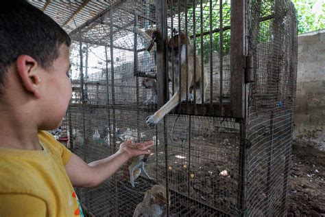 In pictures: Gaza zoo animals evacuated amid war - May 21, 2024 | Reuters