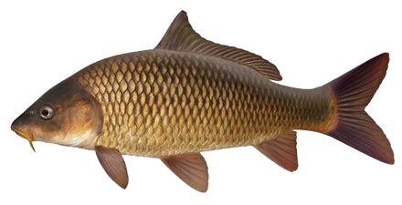 Common carp - C V Agro