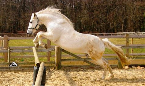 Caballos Espanoles Blancos