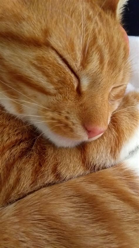 Orange / Ginger tabby Cat #cat Cats #cats #orangetabby | Orange tabby cats, Beautiful cats, Cute ...