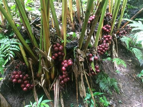 Amomum subulatum - Black Cardamom, Nepal Cardamom - Ouriques Farm