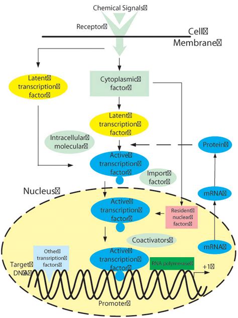 A gene regulatory process. A gene regulatory process includes input... | Download Scientific Diagram