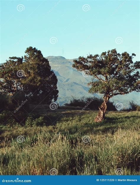 Savannah Grassland In Mount Kenya Stock Photo - Image of savannah ...