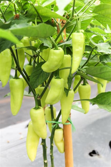 Green Chilli Pepper Plant In A Vegetable Garden And Harvest Ready Stock ...