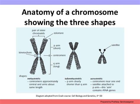 Anatomy Of Chromosome