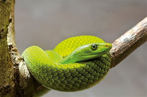 Eastern Green Mamba Facts and Pictures | Reptile Fact