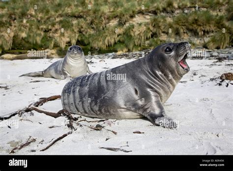 Young Southern Elephant Seal Pups on the beach roaring Stock Photo - Alamy