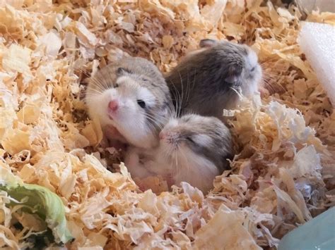 4 baby Roborovski Hamsters 8 weeks | in Plumstead, London | Gumtree