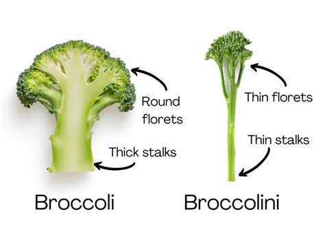 Is Broccoli low FODMAP? What About Broccolini? - Vital Care Nutrition Clinic