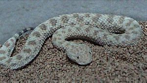 Sand Viper: History, Facts, Size, Habitat, Classification & Much More ...