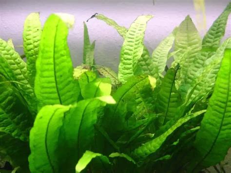 21 Extra Tall Aquarium Plants For Your Aquarium | Full Guide