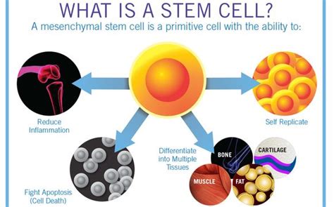 Stem Cell Regeneration Therapy by Regenerative Health Institute P.C. in ...