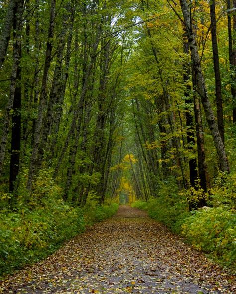 Items similar to Fine Art Photography Prints, Forest Photo Art Print, 8 x 10, "Ferry Island" on Etsy