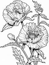 Poppies Coloring Pages  Best For Kids sketch template